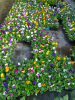 Pensées viola cornuta en mélange