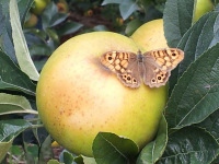 Belchard 2 ème choix