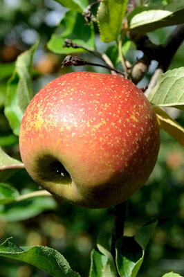 Rubinette 2 ème choix