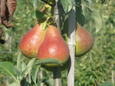 Poire harrow sweet