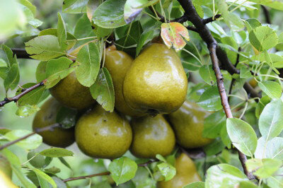 Poire grand champion