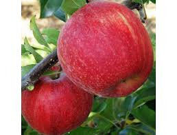 Sachet de pommes ab