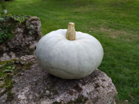 Courge bleue de hongrie (morceau)