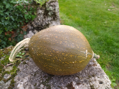 Potiron vert olive (morceau)