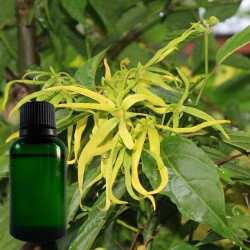 Ylang-ylang