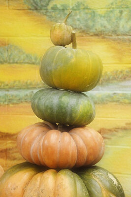 Courge en tranche ou entière