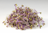 Micro pousses variété de la semain