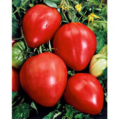 Tomates anciennes ( pouletterie )