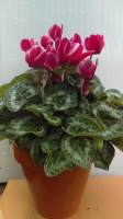 Cyclamen en pot de terre cuite 15 cm