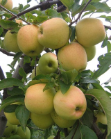 Pommes bio 'type golden'