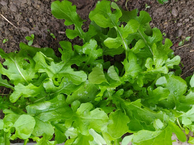 Roquette
