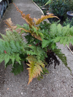 Dryopteris erythrosora