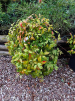 Nandina fire power/bambou sacré