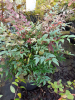 Nandina domestica obsessed