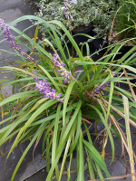 Liriope muscari en godet