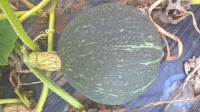 Potiron vert kabocha