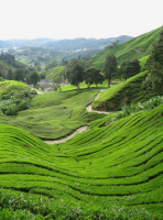 Thé vert 'sélection du moment'
