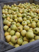 Pomme belchard conversion ab