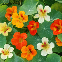 Capucine (prêt à planter)