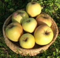 Pomme variété pink-gold