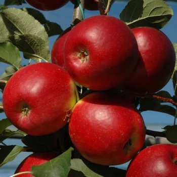 Crimson crisp