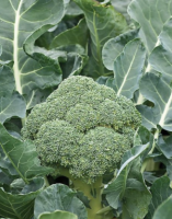 Brocoli