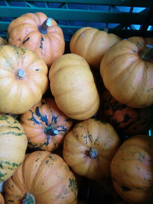 Courges jack be little bio 200gr max