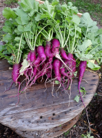 Radis bleu d automne botte