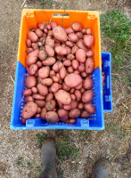 Pomme de terre désirée