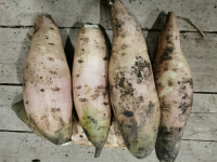 Patate douce blanche