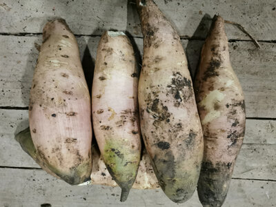Patate douce blanche