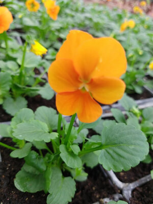 Viola orange