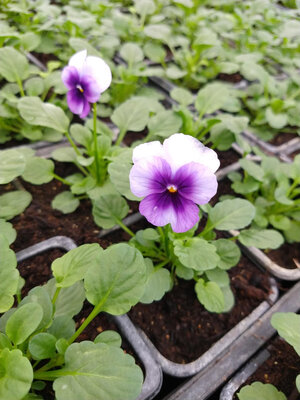 Viola violet