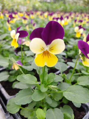 Viola tricolor