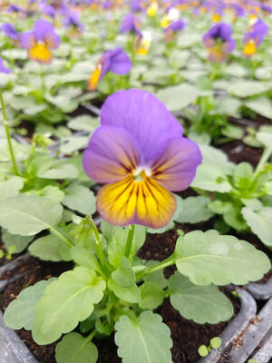 Viola bicolore