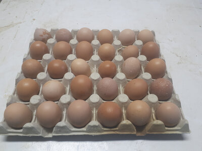 30 mini oeufs de poules
