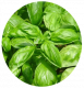 Basilic - image 2