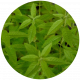 Verveine-menthe - image 2