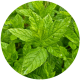 Verveine-menthe - image 3
