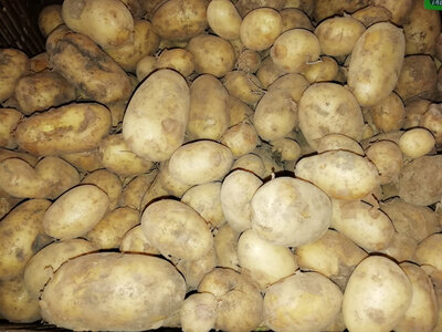Pomme de terre agria 35/65