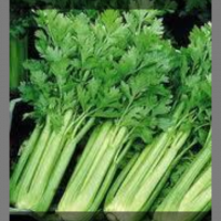 Céleri branche