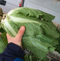 Chou chinois feuilles en bouquet