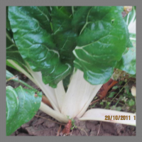 Côtes de blettes  (non-hybrides)