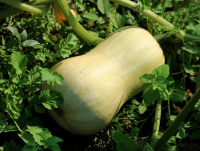 Courge butternut