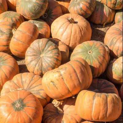 Courge muscade