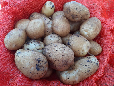 Pomme de terre ostara