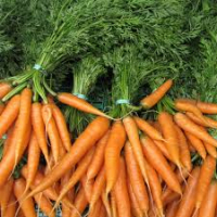 Carotte fane