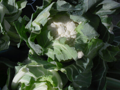 Chou fleur
