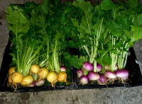 Navet boule d'or botte