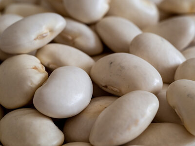 Haricots blancs géants